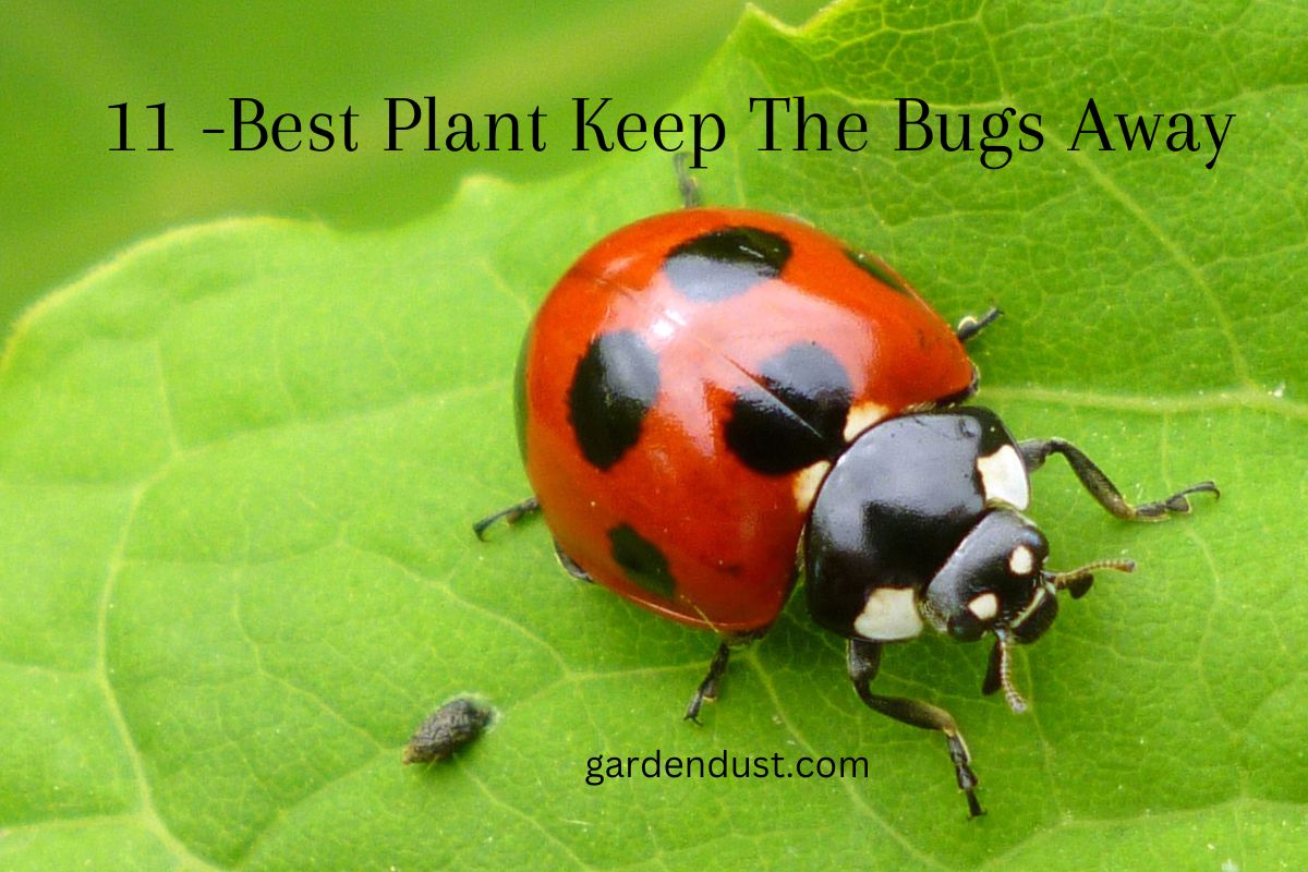 11 Best Plant -Keep The Bugs Away - Garden Dust