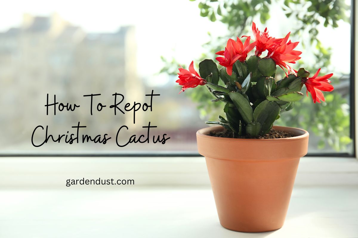How To Repot Christmas Cactus Garden Dust