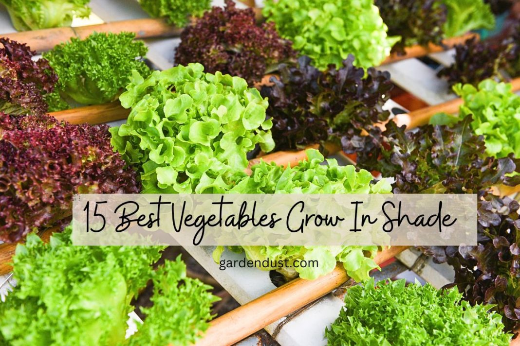 15 Best Vegetables Grow In Shade Garden Dust