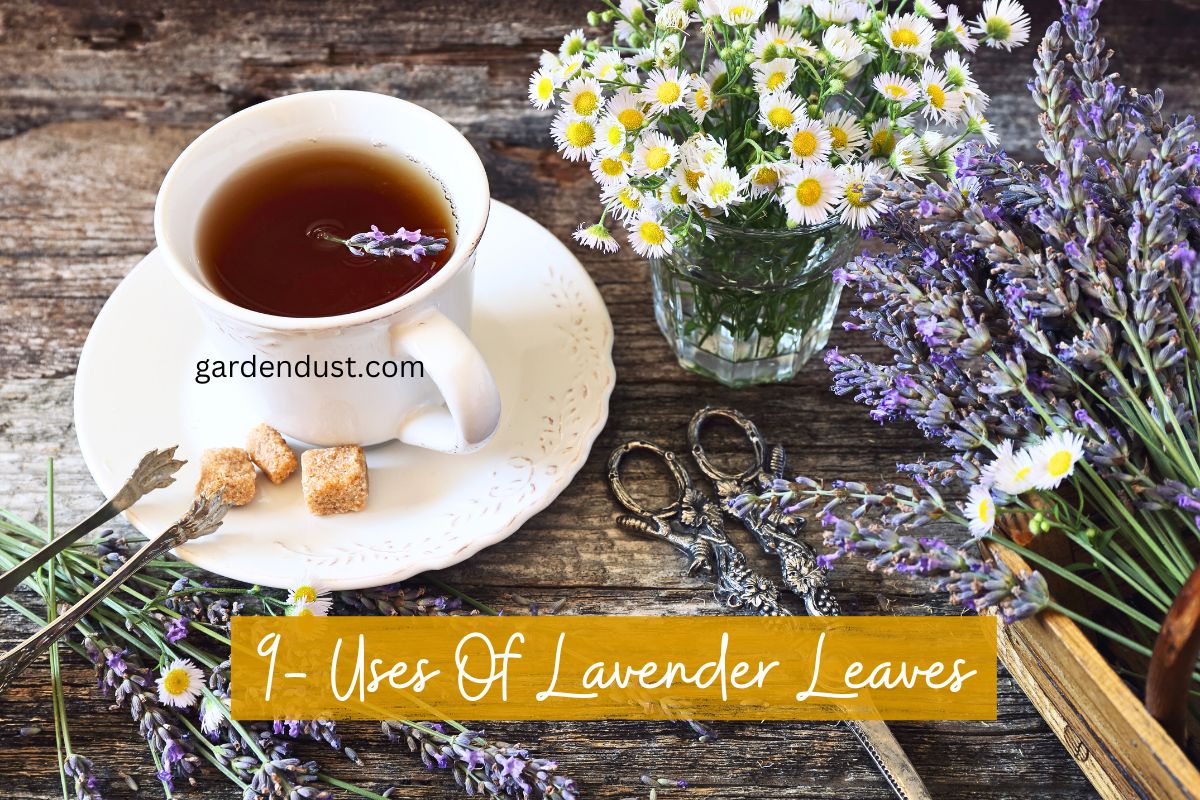 9 Uses Of Lavender Leaves Garden Dust