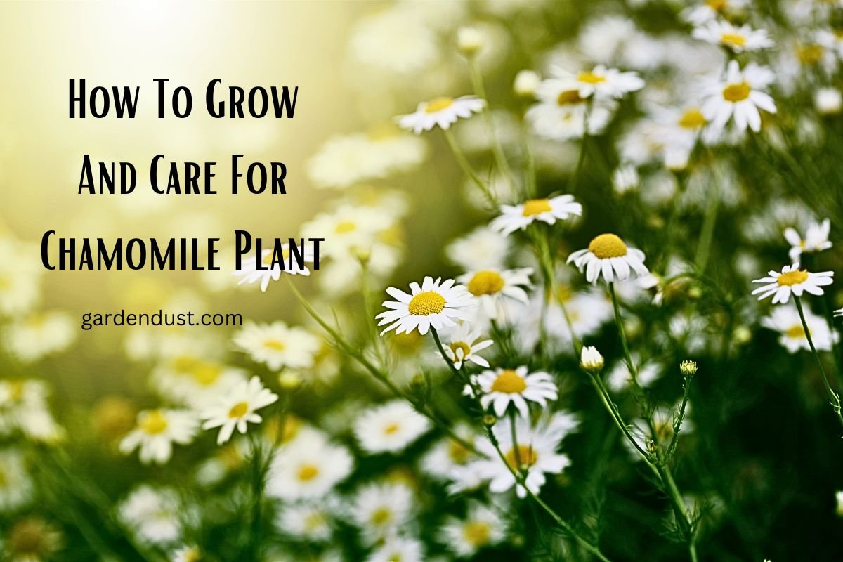 How To Grow And Care For Chamomile Plant - Garden Dust