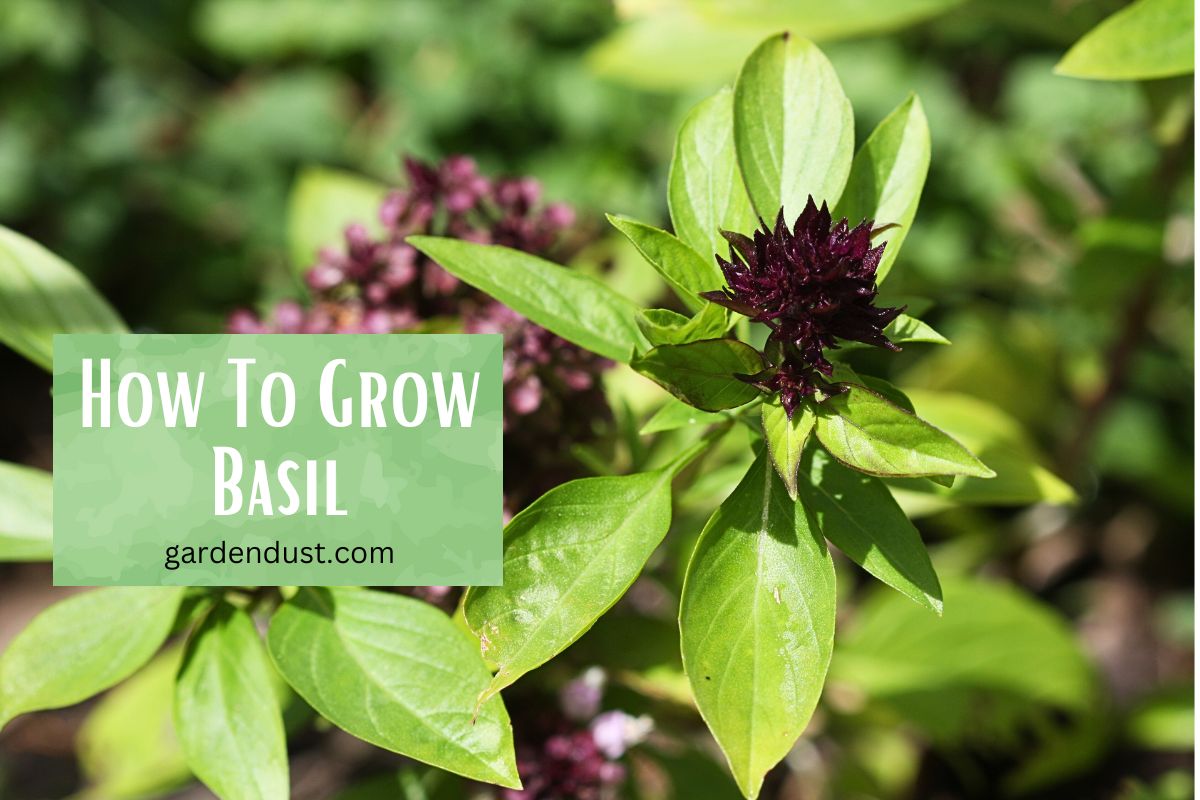 How To Grow Basil Garden Dust
