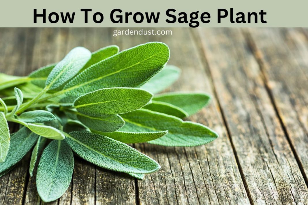 How To Grow Sage Plant - Garden Dust