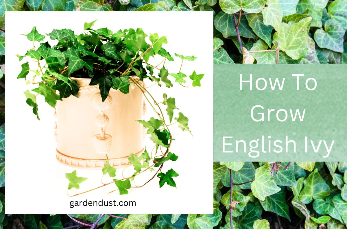 How To Grow English Ivy Garden Dust