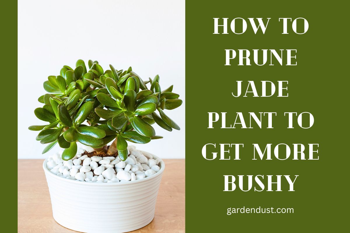 How To Prune Jade Plant To Get More Bushy Garden Dust