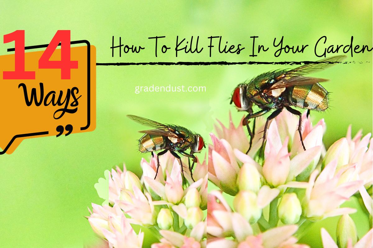 14 Ways How To Kill Flies In Your Garden Garden Dust