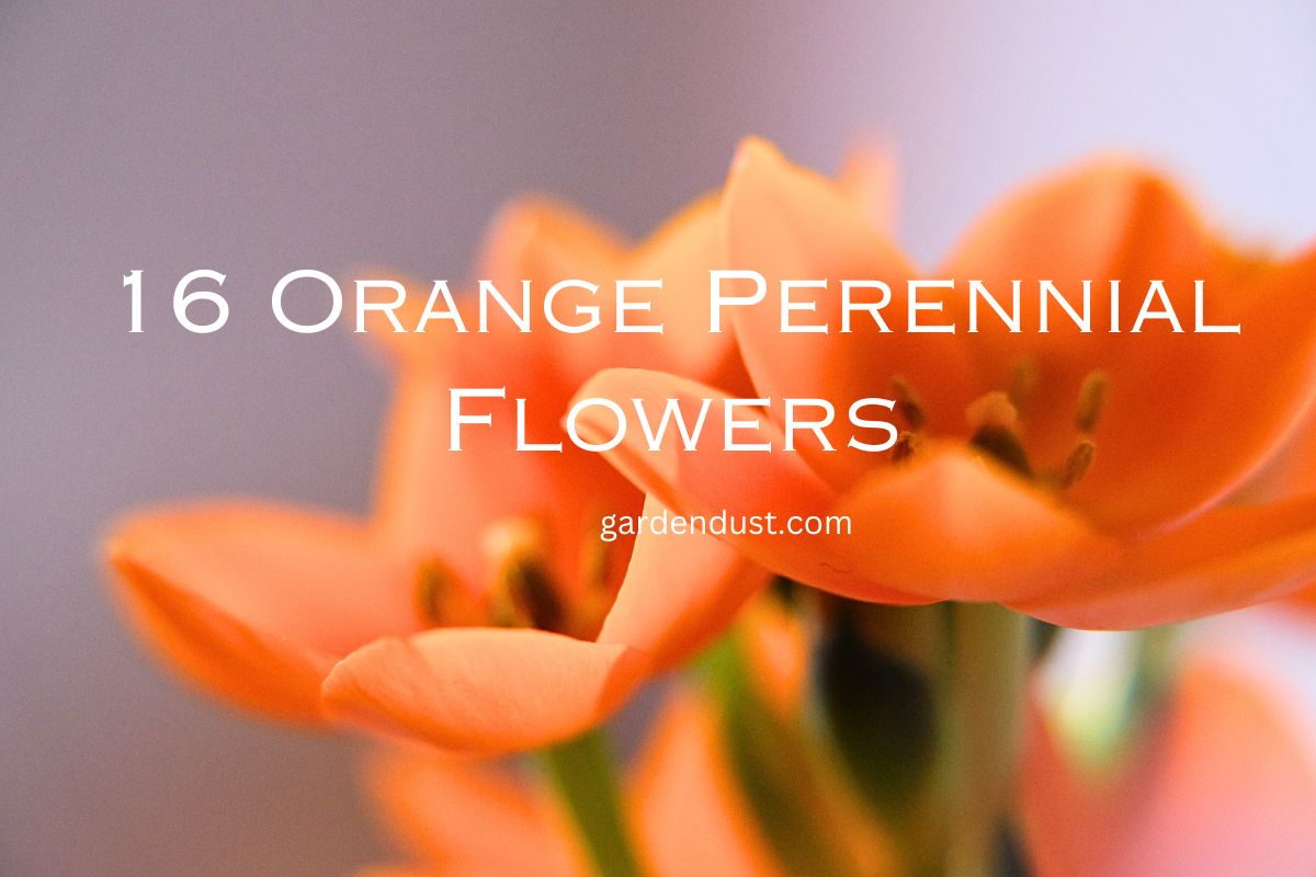 16 Orange Perennial Flowers Garden Dust
