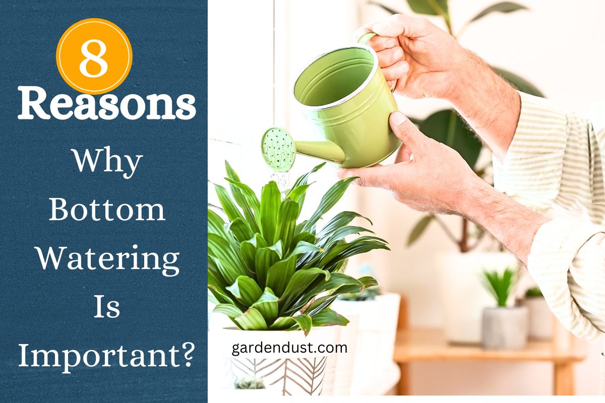 8 reasonsWhy Bottom Watering Is Important? Garden Dust