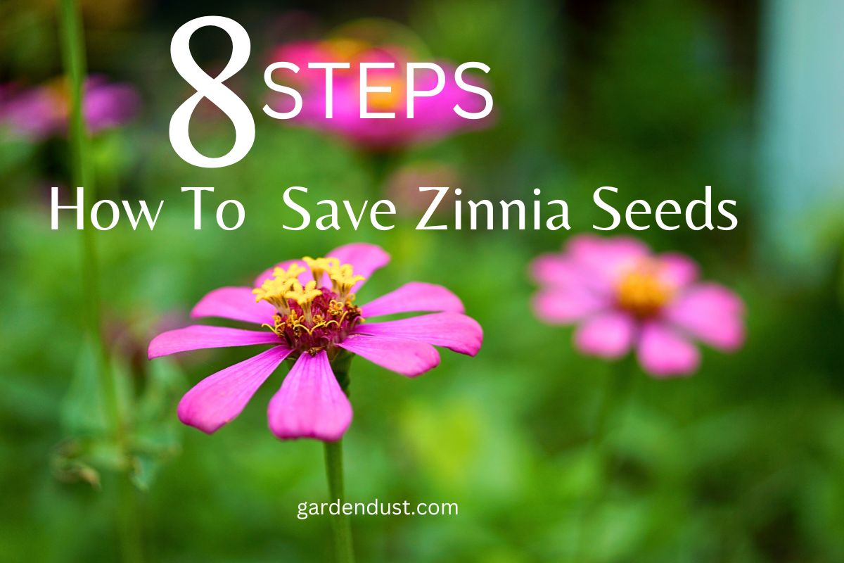 How To Save Zinnia Seeds8 STEPS Garden Dust