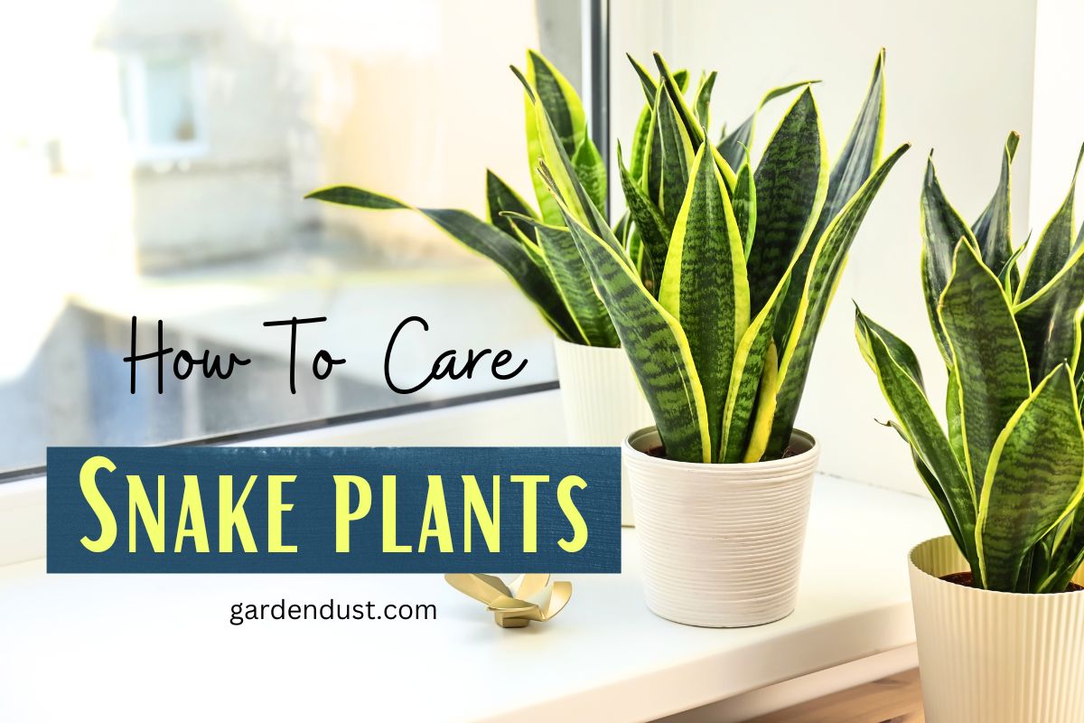 How To Care Snake plants - Garden Dust