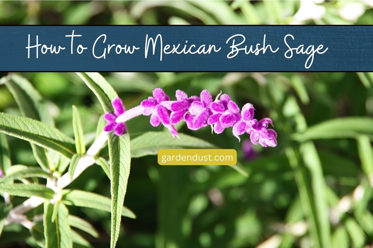 How to Grow Mexican Bush Sage - Garden Dust