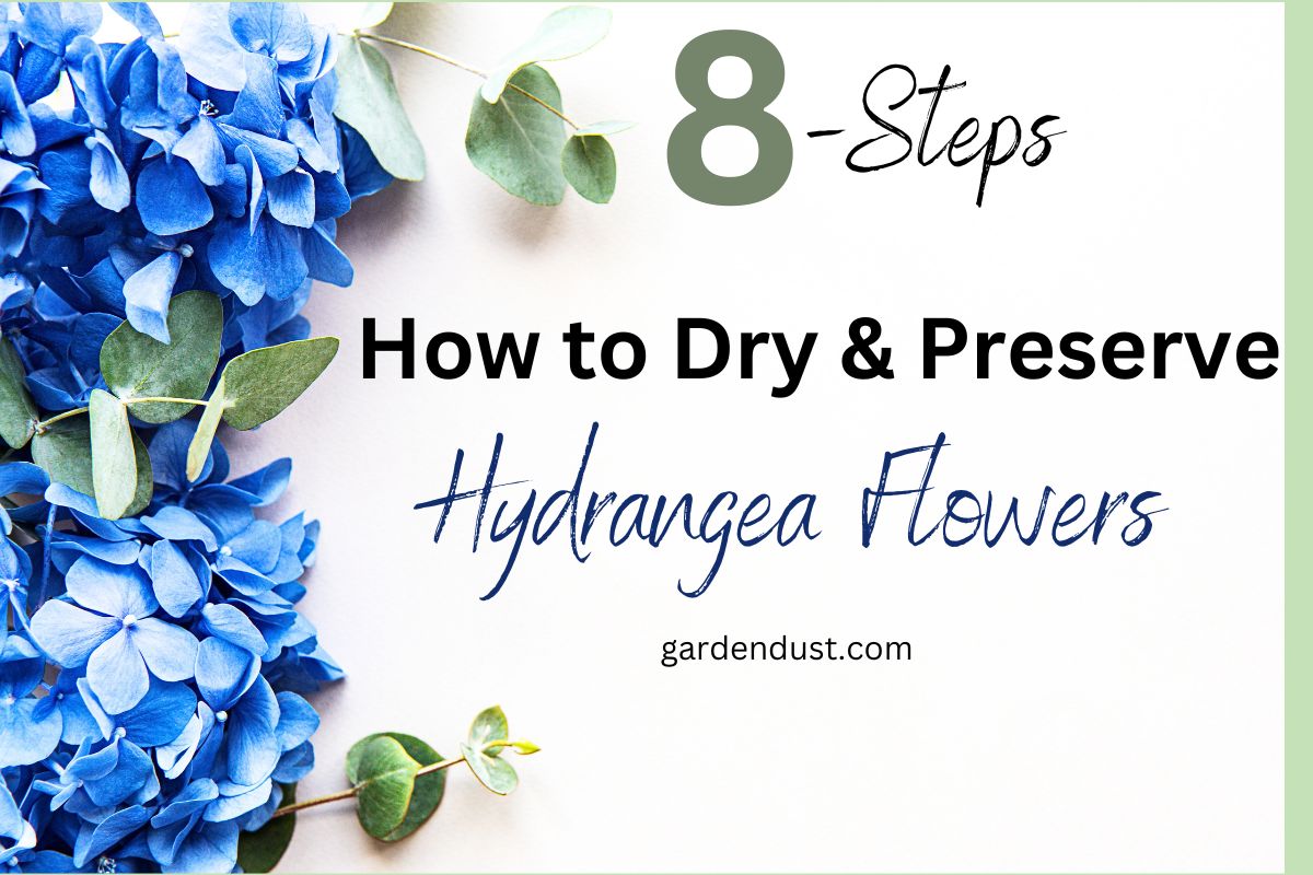 How to Dry and Preserve Hydrangea Flowers8 Steps Garden Dust