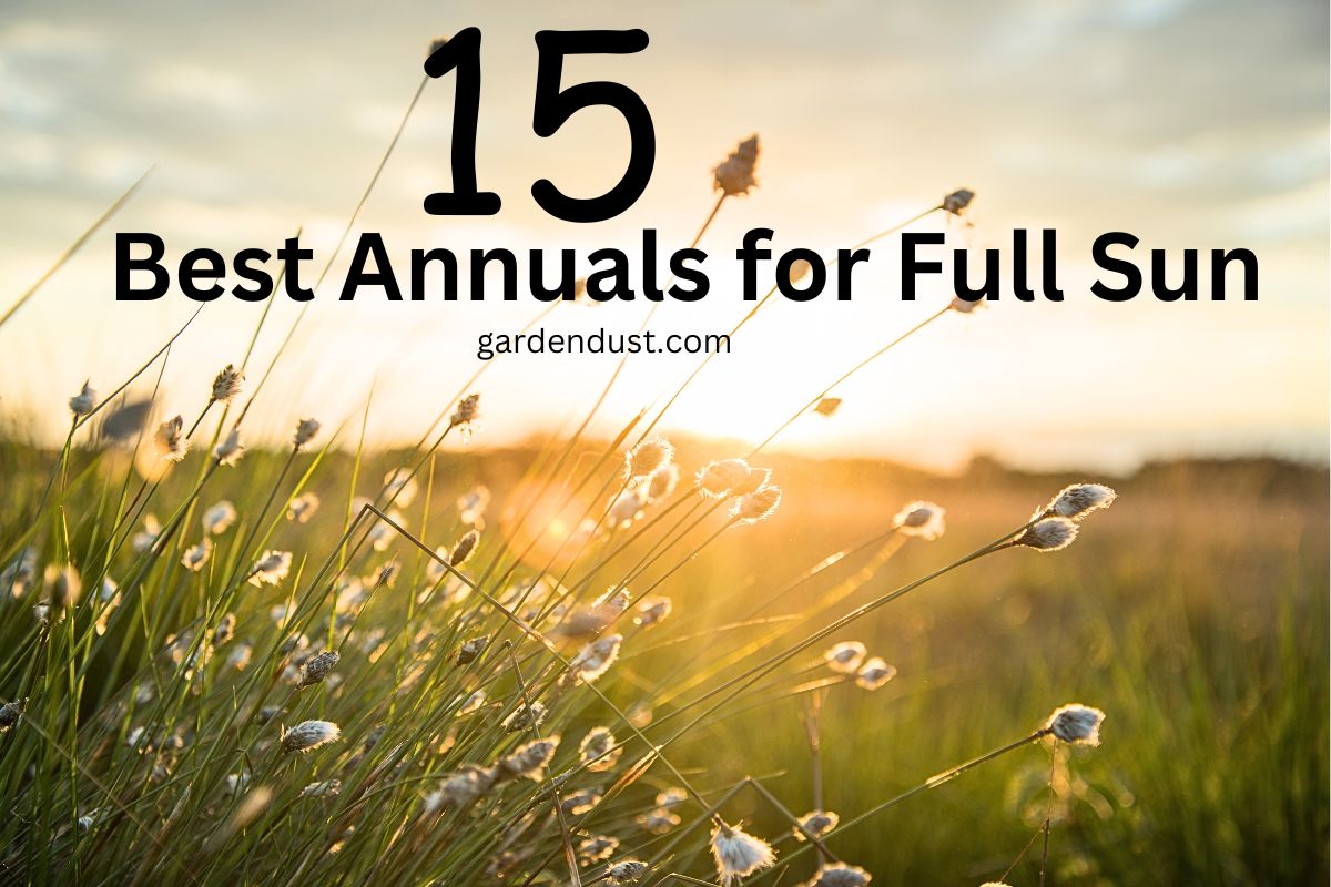 15 Best Annuals for Full Sun Garden Dust