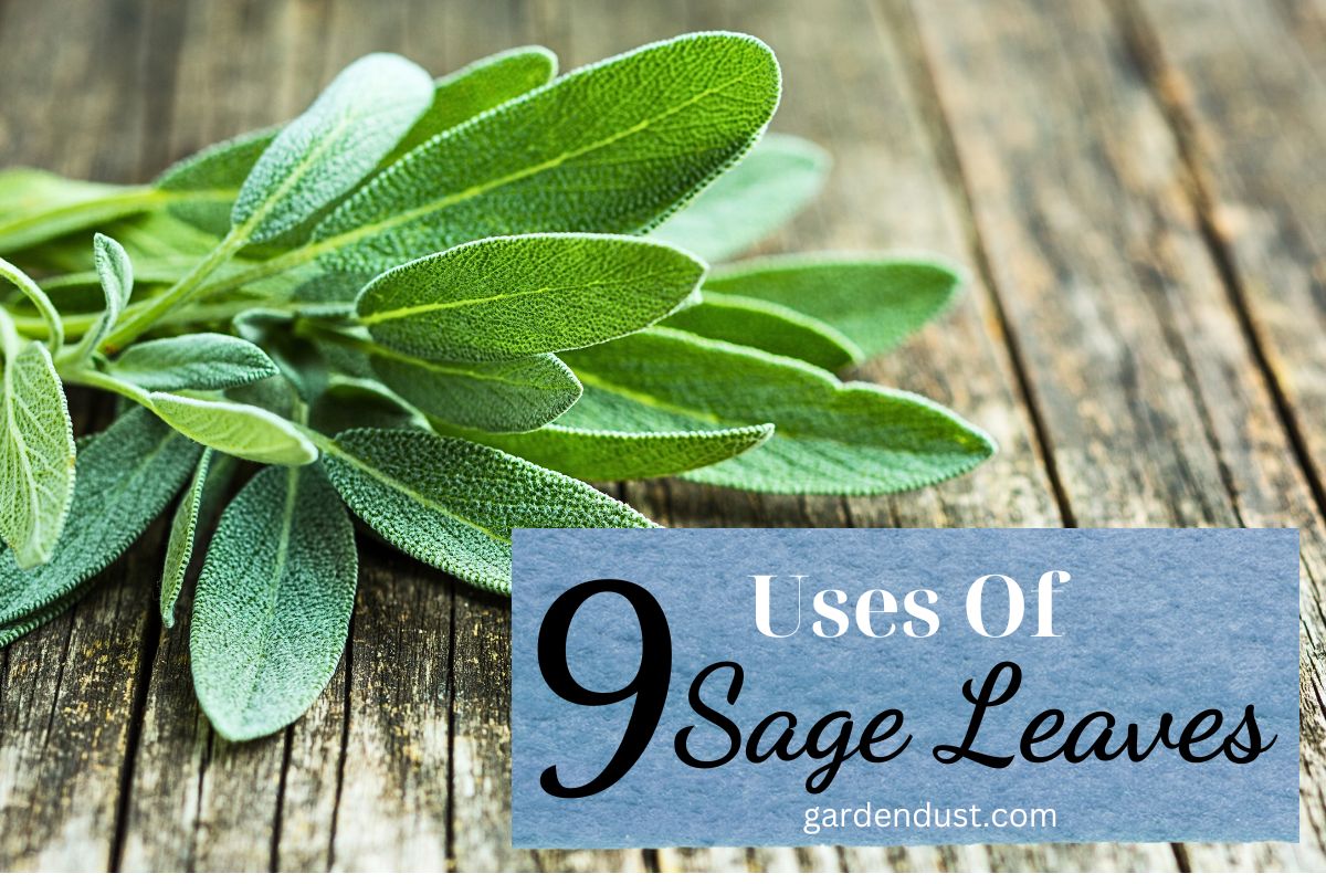9 Uses Of Sage Leaves Garden Dust