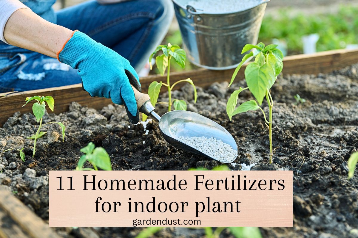 11 homemade fertilizers for indoor plant Garden Dust