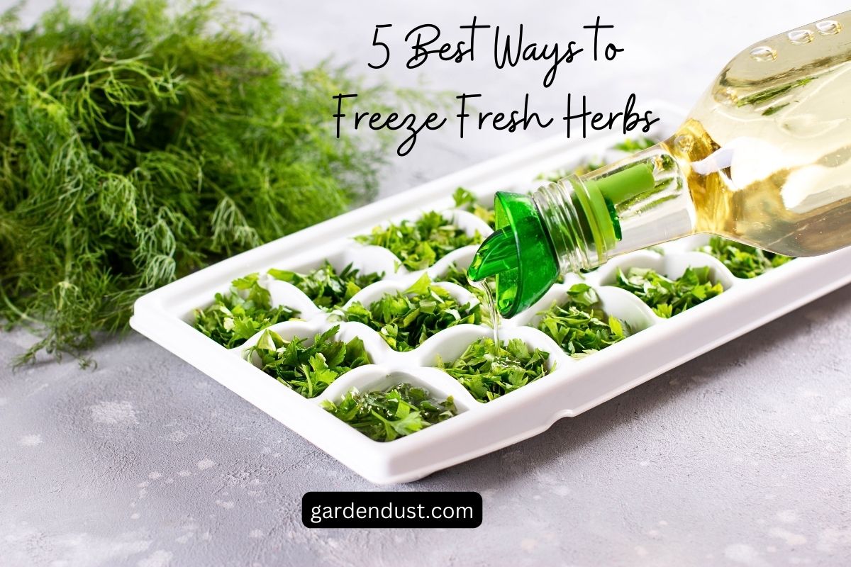 5 Best Ways to Freeze Fresh Herbs Garden Dust