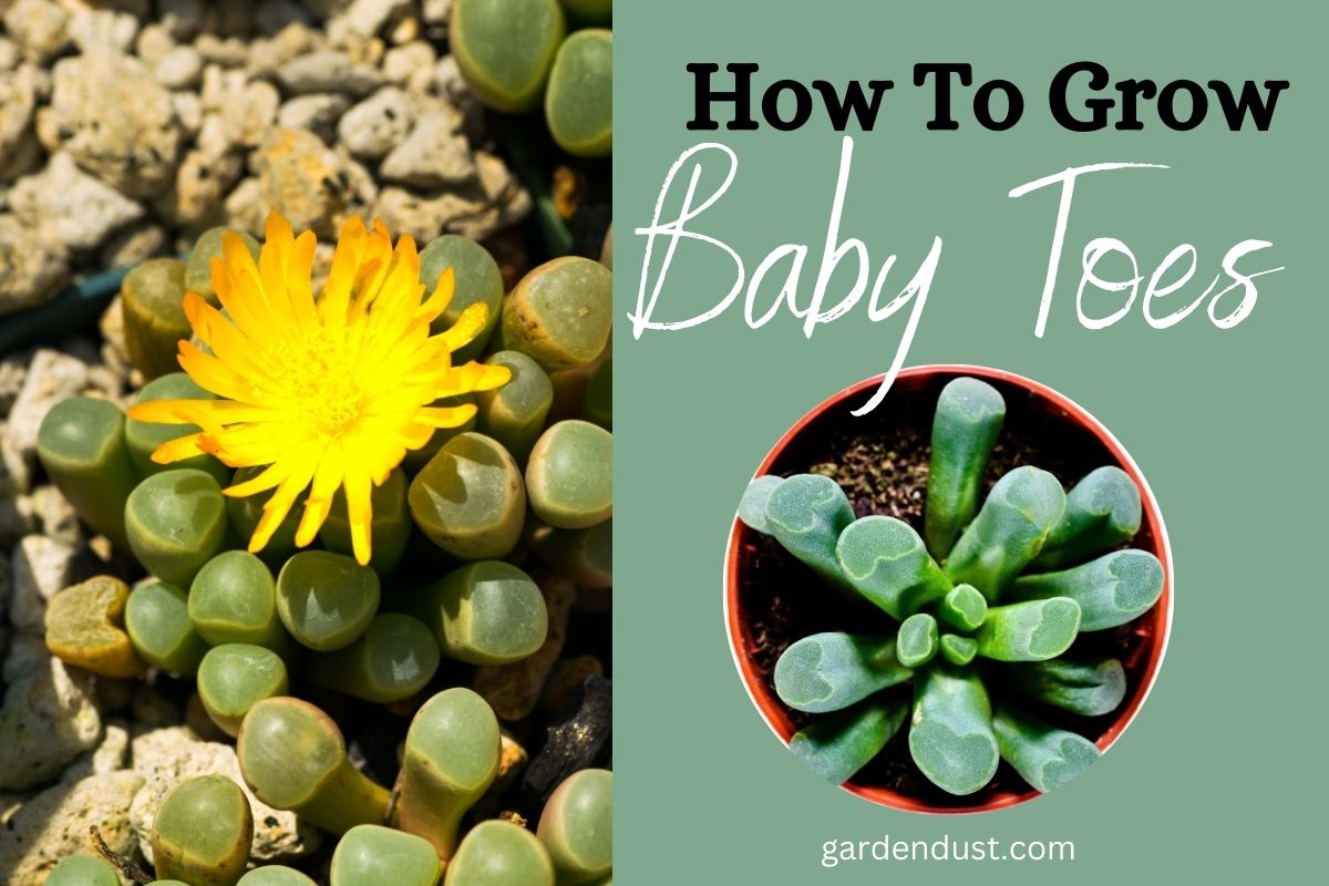 How to grow Baby Toes - Garden Dust