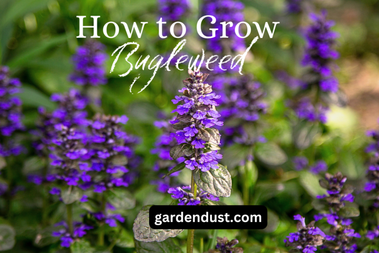 List of vegetables visual data 7