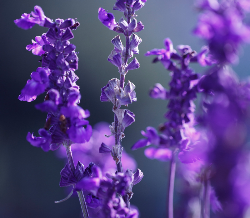 Lavender