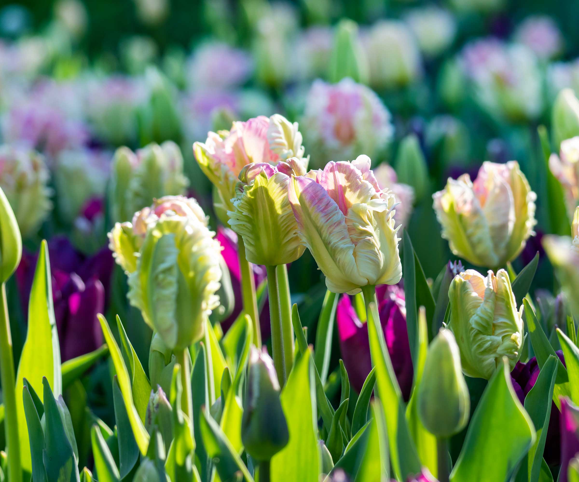 Flower bulbs showing correct spacing for optimal growth