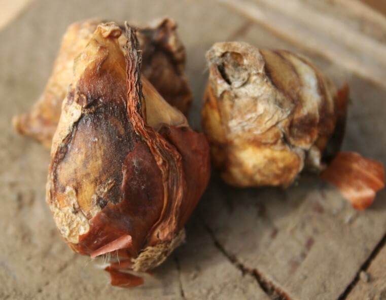 Properly stored flower bulbs in breathable container