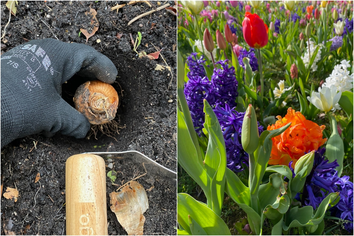Bulbs showing proper planting orientation with shoots facing up
