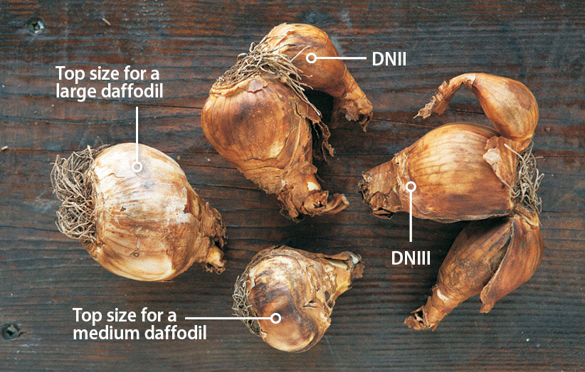 Healthy vs unhealthy flower bulbs showing firm, plump healthy bulbs compared to soft, damaged ones
