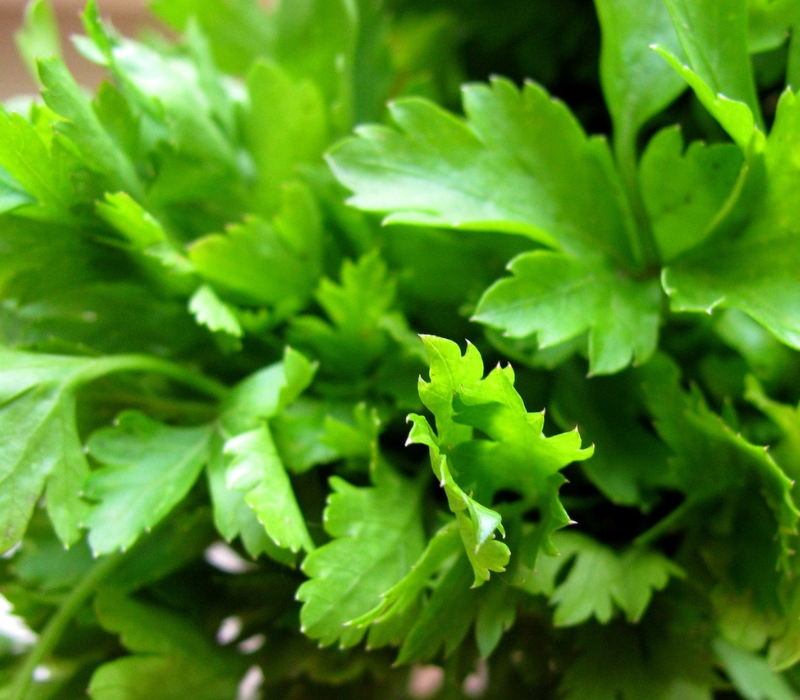 Parsley