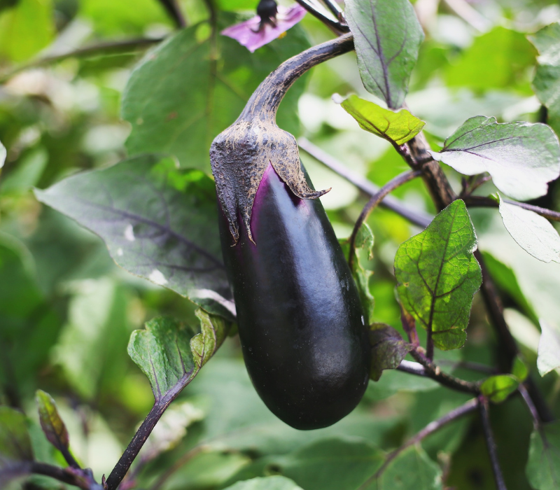 Eggplant