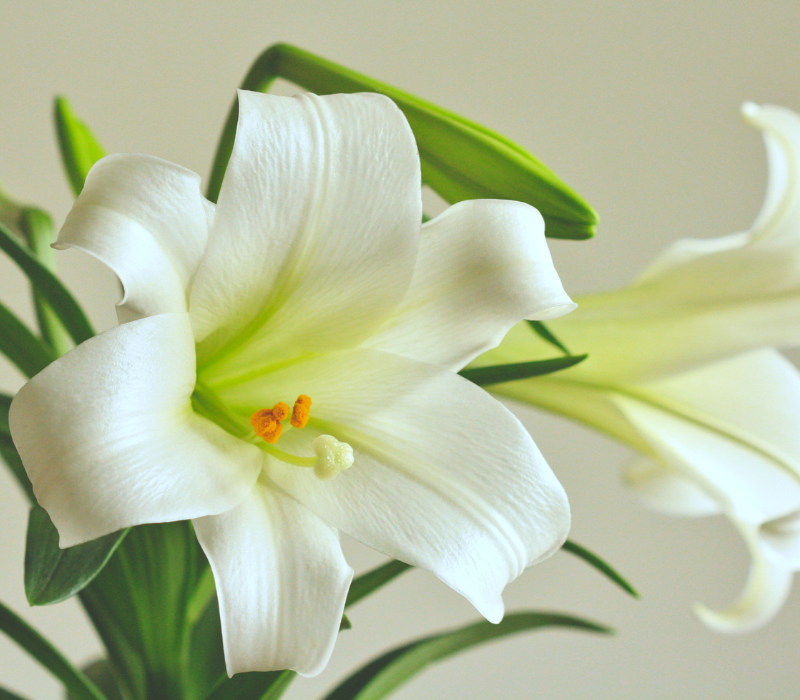 Daylily